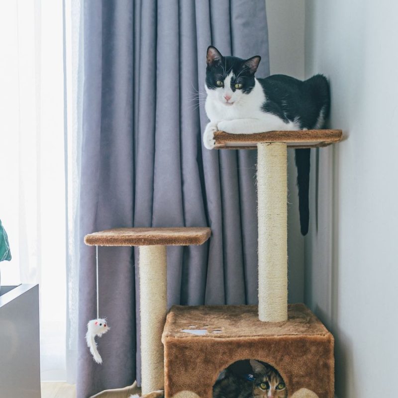 Milo Compact Tree