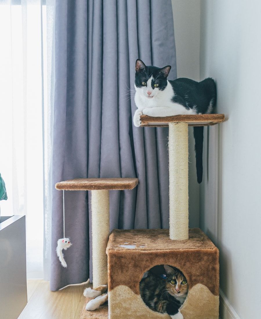 Milo Compact Tree