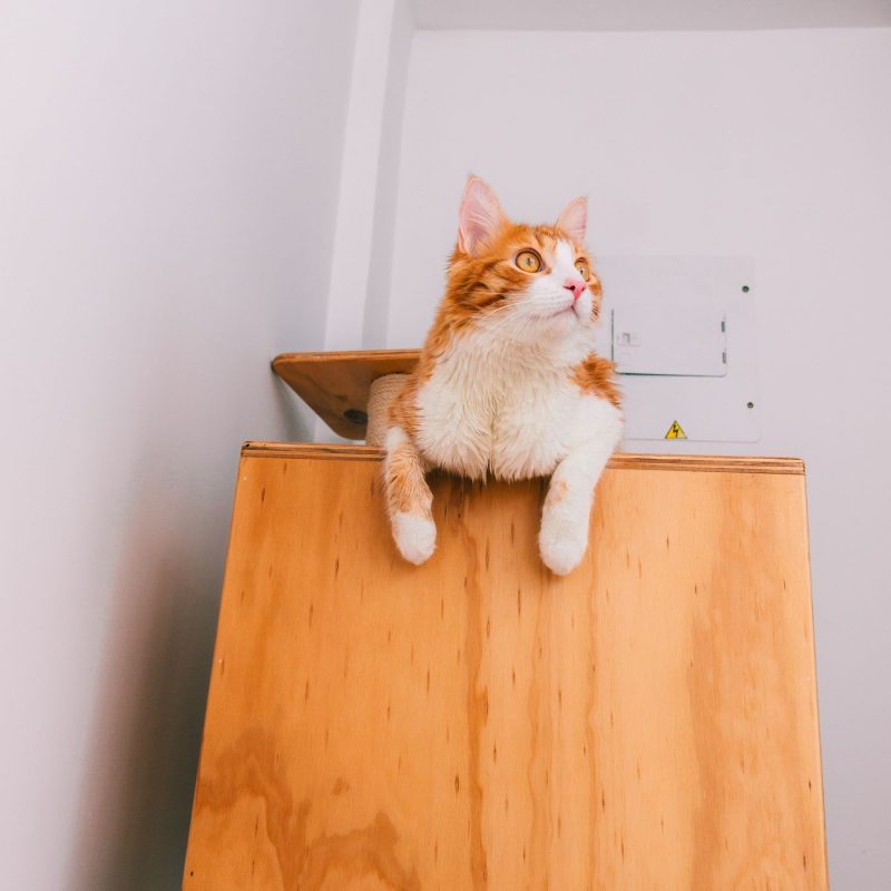 Luna Vertical Condo
