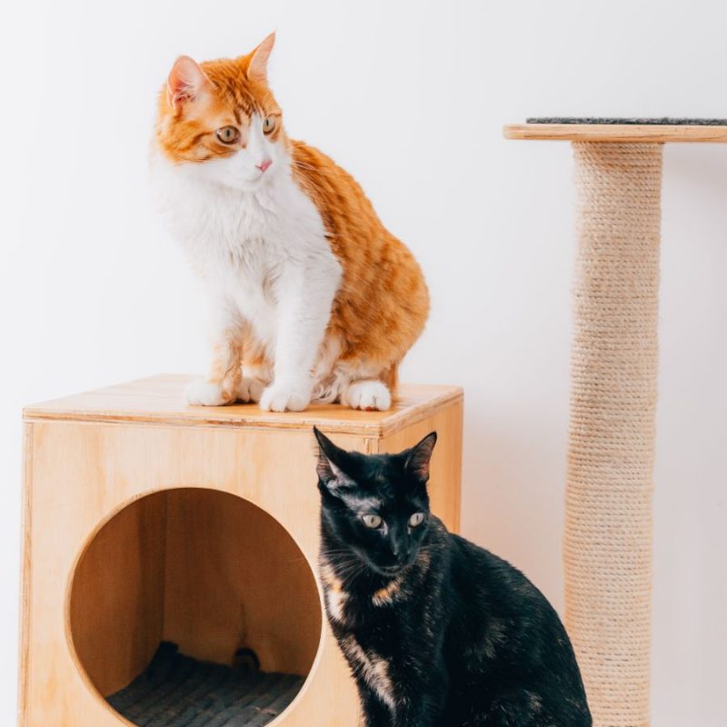 Neko Hideaway