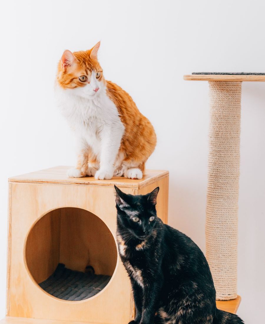 Neko Hideaway