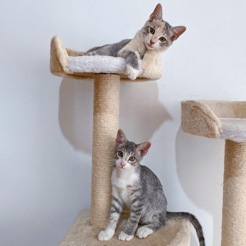 Mochi Multi-Cat