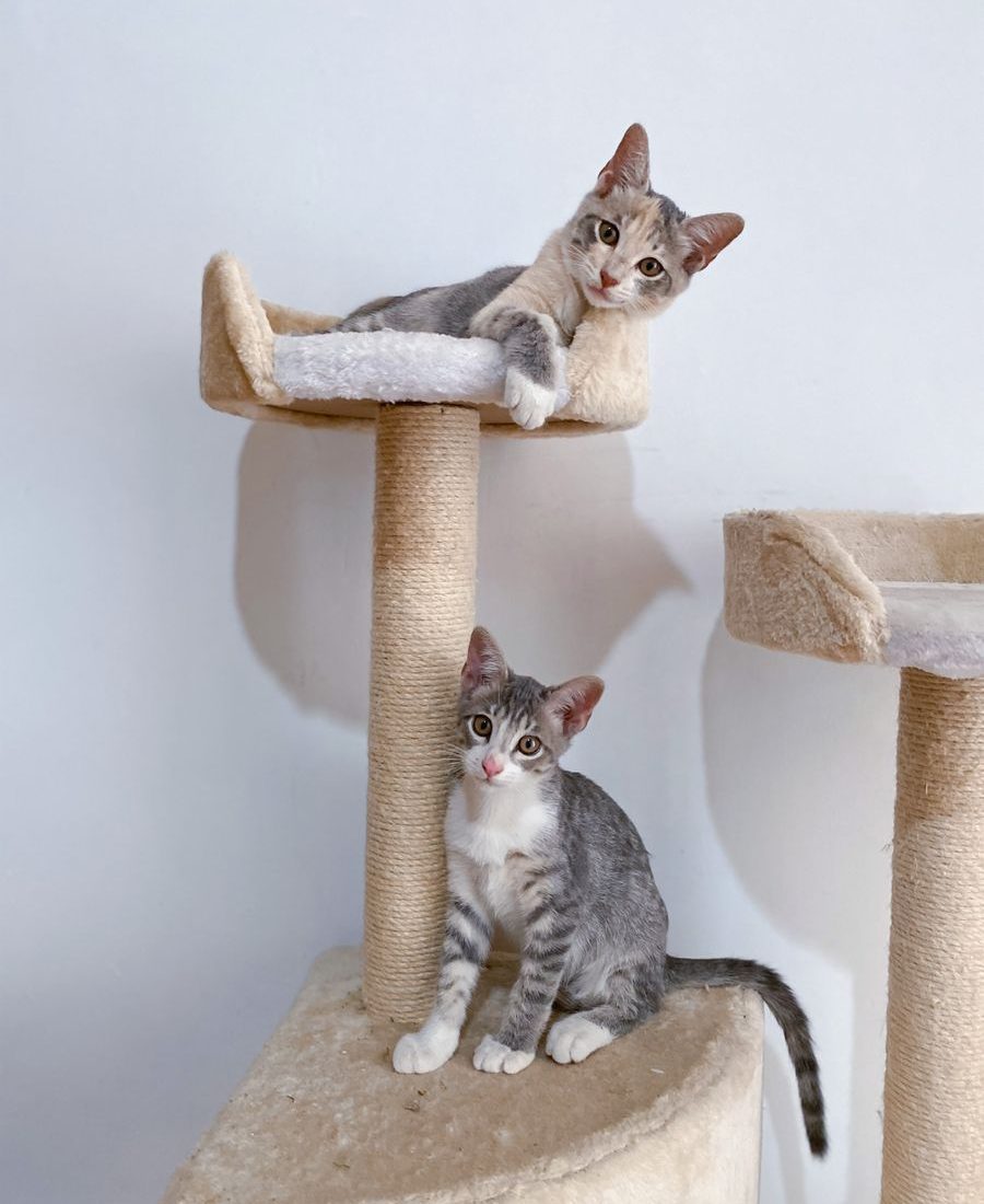 Mochi Multi-Cat